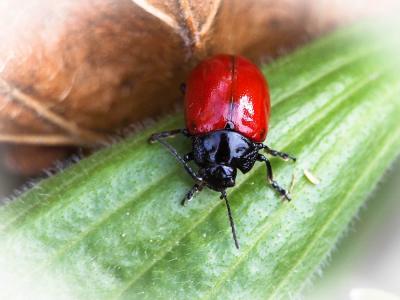  Chrysolina lucida (Olivier, 1807)