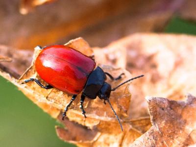  Chrysolina lucida (Olivier, 1807)