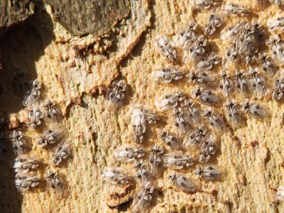 Tigre du platane Corythucha ciliata (Say, 1832)