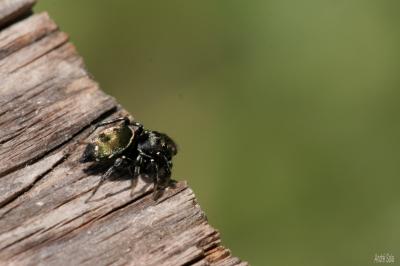  Heliophanus tribulosus Simon, 1868