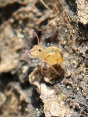  Dicyrtomina minuta (O. Fabricius, 1783)