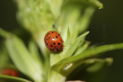  Subcoccinella vigintiquatuorpunctata (Linnaeus, 1758)