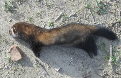 Putois d'Europe, Furet Mustela putorius Linnaeus, 1758