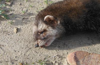 Putois d'Europe, Furet Mustela putorius Linnaeus, 1758