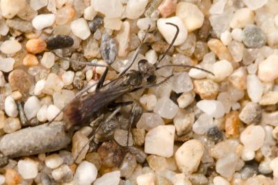  Pompilus cinereus (Fabricius, 1775)