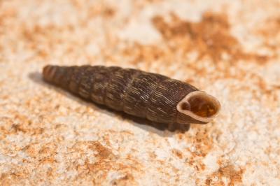 Clausilie commune Clausilia bidentata (Strøm, 1765)