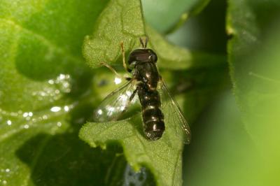  Paragus pecchiolii Rondani, 1857