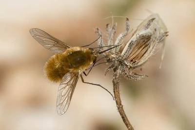  Systoechus ctenopterus (Mikan, 1787)