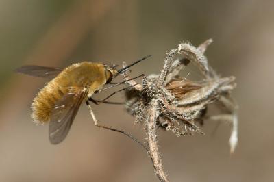  Systoechus ctenopterus (Mikan, 1787)