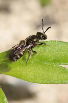  Halictidae Thomson, 1869