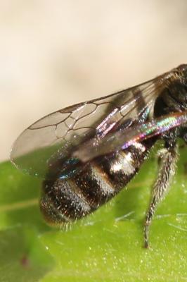  Halictidae Thomson, 1869