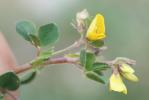 Luzerne souffrée, Luzerne sous-ligneuse Medicago suffruticosa Ramond ex DC., 1805