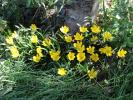 Stenbergie jaune, Vendangeuse jaune Sternbergia lutea (L.) Ker Gawl. ex Spreng., 1825