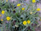 Souci des champs, Gauchefer Calendula arvensis L., 1763