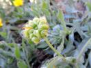 Souci des champs, Gauchefer Calendula arvensis L., 1763