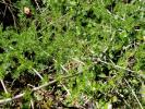 Asperge sauvage Asparagus acutifolius L., 1753