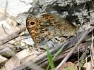 Mégère (La), Satyre (Le) Lasiommata megera (Linnaeus, 1767)
