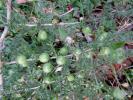 Asperge sauvage Asparagus acutifolius L., 1753