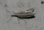  Pleurota bicostella (Clerck, 1759)