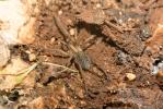  Eratigena agrestis (Walckenaer, 1802)