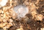  Eratigena agrestis (Walckenaer, 1802)