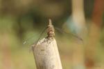 Sympétrum fascié (Le) Sympetrum striolatum (Charpentier, 1840)