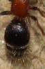  Myrmilla calva (Villers, 1789)
