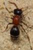  Myrmilla calva (Villers, 1789)