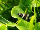  Phiaris bipunctana (Fabricius, 1794)