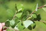 Saule cendré Salix cinerea L., 1753