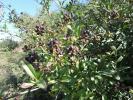 Troëne, Raisin de chien Ligustrum vulgare L., 1753