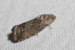  Cydia splendana (Hübner, 1799)