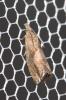  Dichrorampha simpliciana (Haworth, 1811)