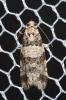  Isotrias rectifasciana (Haworth, 1811)