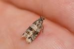  Isotrias rectifasciana (Haworth, 1811)