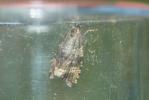  Celypha rurestrana (Duponchel, 1843)