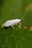  Coniopterygidae 