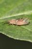 Psylle du figuier Homotoma ficus (Linnaeus, 1758)