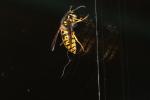 Guêpe germanique Vespula germanica (Fabricius, 1793)