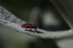  Dicladispa testacea (Linnaeus, 1767)