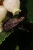  Euthycera cribrata (Rondani, 1868)