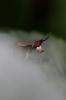  Euthycera cribrata (Rondani, 1868)