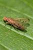  Opomyza florum (Fabricius, 1794)