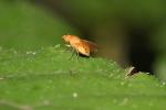  Sapromyza sexpunctata Meigen, 1826