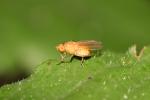  Sapromyza sexpunctata Meigen, 1826
