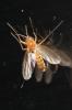  Acnemia amoena Winnertz, 1863