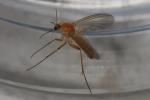  Acnemia amoena Winnertz, 1863