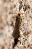 Monopis nigricantella (Millière, 1872)