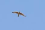 Faucon émerillon Falco columbarius Linnaeus, 1758
