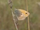 Fadet commun (Le), Procris (Le), Petit Papillon de Coenonympha pamphilus (Linnaeus, 1758)